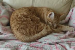 Vermisstmeldung Katze  Weiblich , 1 jahre Carmaux Frankreich