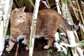 Vermisstmeldung Katze  Männliche , 16 jahre Banyuls-sur-Mer Frankreich