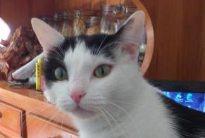 Vermisstmeldung Katze  Männliche , 4 jahre Castres Frankreich
