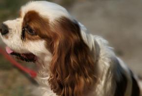 Fundmeldung Hund  Männliche , 3 Jahre Cires-lès-Mello Frankreich