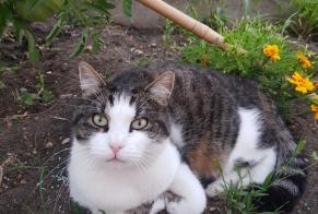 Vermisstmeldung Katze  Männliche , 9 jahre Saint-Plantaire Frankreich