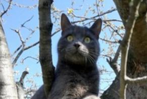 Vermisstmeldung Katze Männliche , 2 jahre Prayssac Frankreich