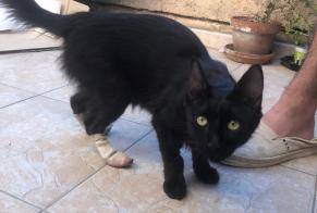 Fundmeldung Katze Weiblich , Zwischen 7 und 9 Monaten Martigues Frankreich