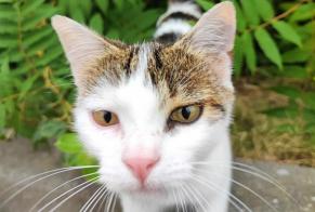 Fundmeldung Katze rassenmischung Weiblich Étainhus Frankreich