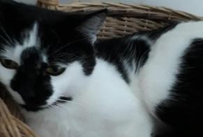 Vermisstmeldung Katze rassenmischung Weiblich , 5 jahre Porspoder Frankreich