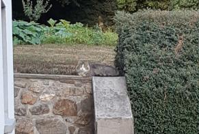 Fundmeldung Katze Unbekannt Fontrieu Frankreich
