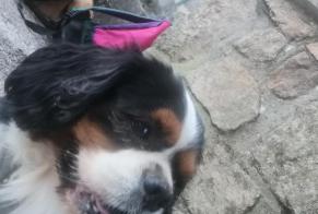 Vermisstmeldung Hund  Männliche , 8 jahre Saint-Félicien Frankreich