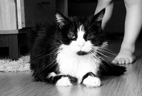 Vermisstmeldung Katze Männliche , 19 jahre Colombes Frankreich
