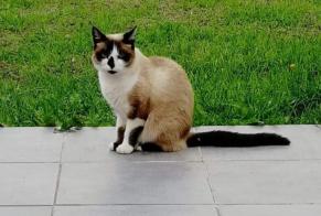 Vermisstmeldung Katze rassenmischung Weiblich , 7 jahre Damgan Frankreich