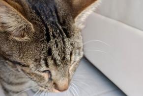 Fundmeldung Katze Unbekannt Garons Frankreich