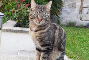 Vermisstmeldung Katze Männliche , 4 jahre Messy Frankreich