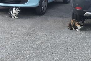 Fundmeldung Katze Unbekannt Cherbourg-en-Cotentin Frankreich
