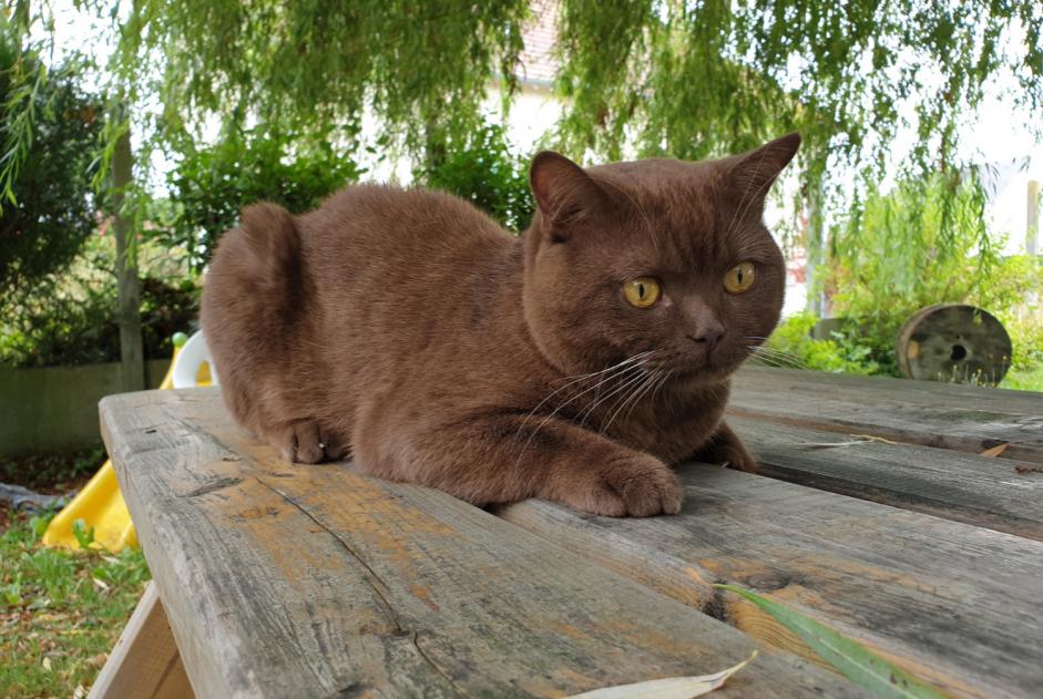Vermisstmeldung Katze  Männliche , 6 jahre Amillis Frankreich