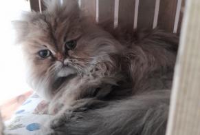 Vermisstmeldung Katze  Weiblich , 3 jahre Cholet Frankreich