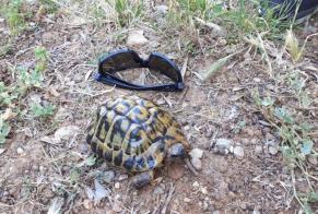 Vermisstmeldung Schildkröte Männliche , 2024 jahre Mougins Frankreich