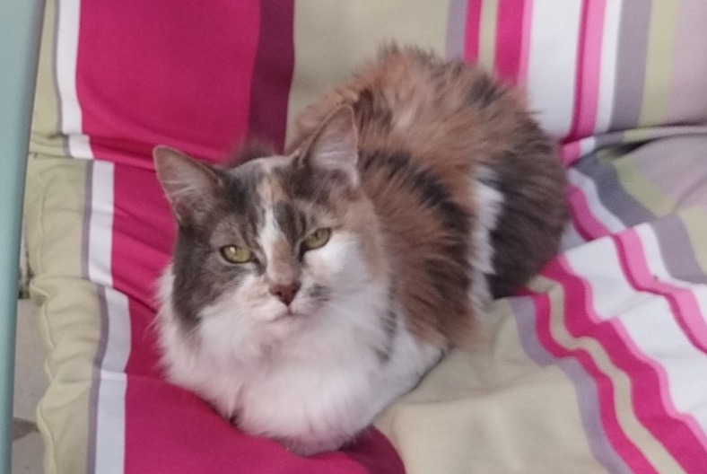 Vermisstmeldung Katze Weiblich , 17 jahre Paris Frankreich
