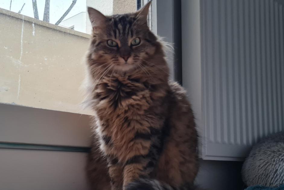 Vermisstmeldung Katze  Weiblich , 5 jahre Lyon Frankreich