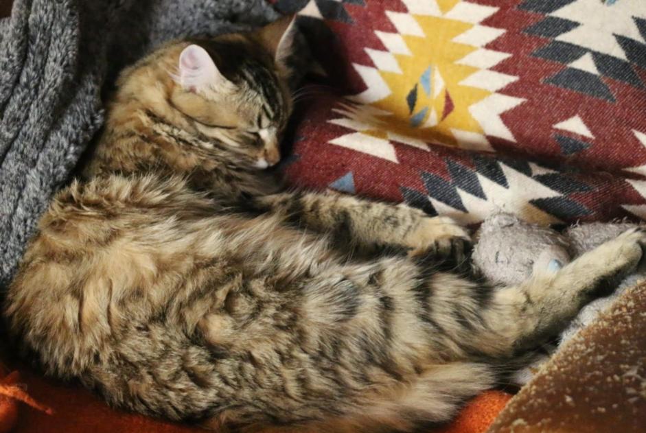 Vermisstmeldung Katze Weiblich , 5 jahre Prunay-le-Gillon Frankreich