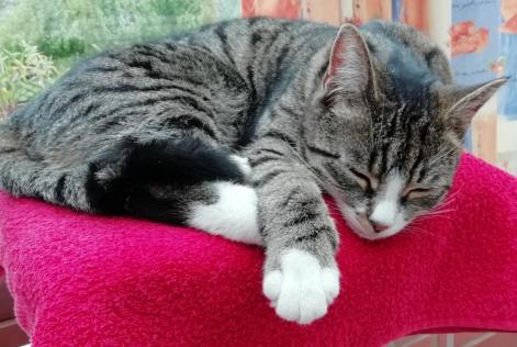 Vermisstmeldung Katze  Weiblich , 4 jahre Niergnies Frankreich