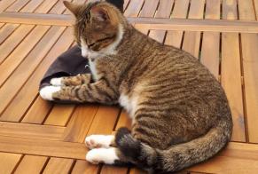Vermisstmeldung Katze  Weiblich , 2 jahre Rians Frankreich