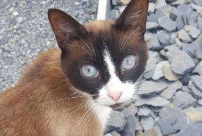 Vermisstmeldung Katze  Weiblich , 11 jahre Vitré Frankreich