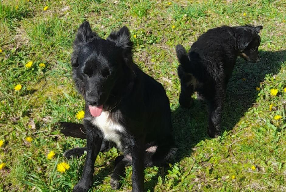 Vermisstmeldung Hund rassenmischung Weiblich , 4 jahre Paussac-et-Saint-Vivien Frankreich