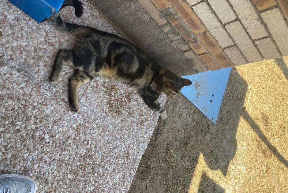 Vermisstmeldung Katze Männliche , 4 jahre Valence Frankreich