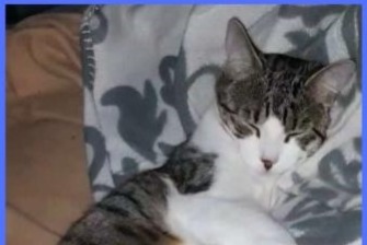 Vermisstmeldung Katze  Männliche , 5 jahre Sannois Frankreich