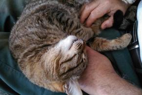 Vermisstmeldung Katze  Männliche , 16 jahre Kervignac Frankreich