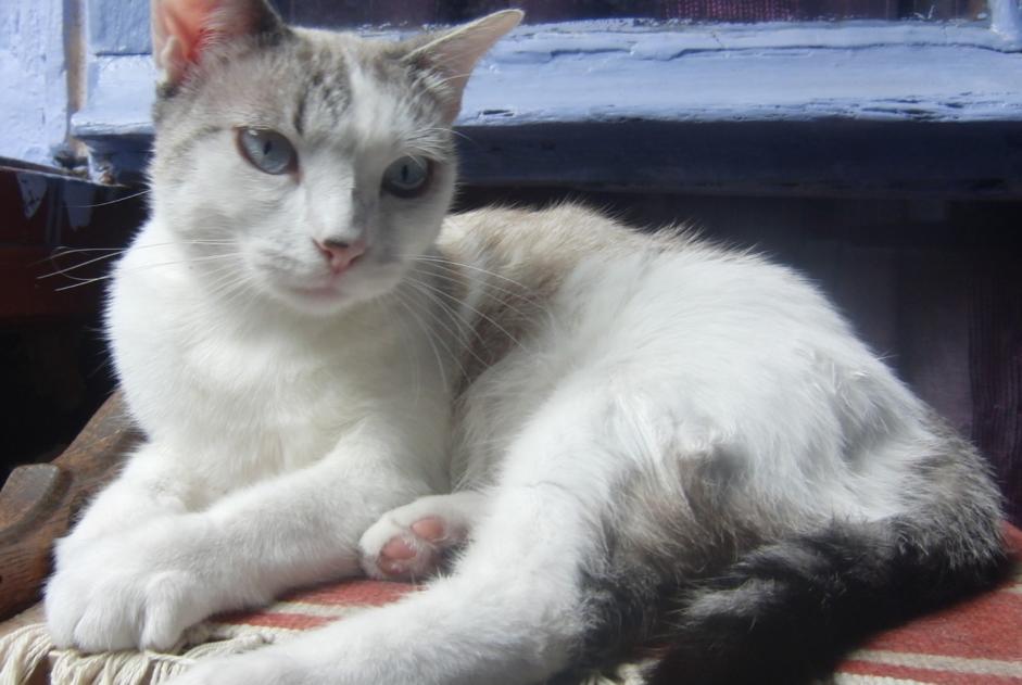 Vermisstmeldung Katze rassenmischung Weiblich , 4 jahre Villefranche-de-Rouergue Frankreich