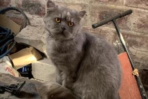 Fundmeldung Katze Männliche Saint-Josse Frankreich