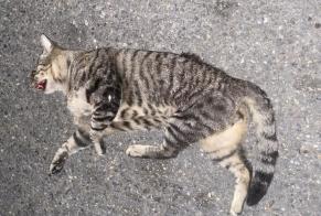 Fundmeldung Katze Männliche , 2 Jahre Arles Frankreich