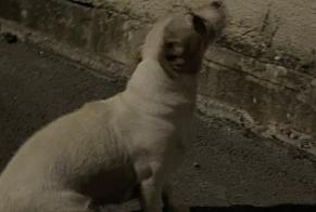 Fundmeldung Hund rassenmischung Weiblich Cabriès Frankreich