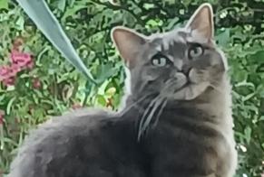 Vermisstmeldung Katze rassenmischung Weiblich , 8 jahre Noyal-sur-Vilaine Frankreich