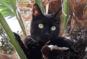 Vermisstmeldung Katze  Weiblich , 3 jahre Landudal Frankreich