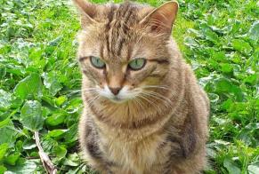 Vermisstmeldung Katze Weiblich , 8 jahre Estrées Frankreich