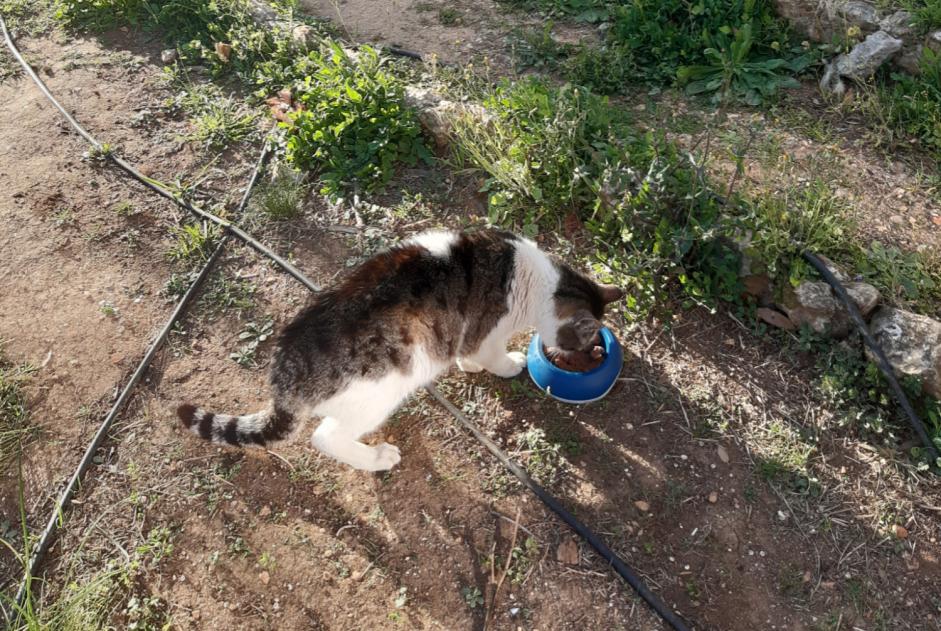 Vermisstmeldung Katze  Männliche , 13 jahre Toulon Frankreich