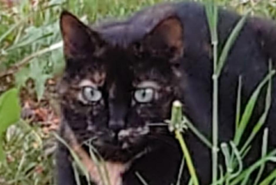 Vermisstmeldung Katze  Weiblich , 5 jahre Thuret Frankreich