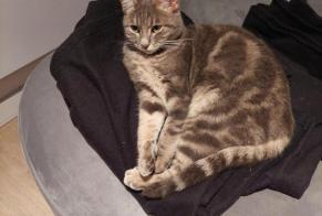 Vermisstmeldung Katze Weiblich , 2 jahre Trouy Frankreich