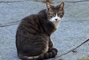 Fundmeldung Katze Unbekannt Remilly-sur-Tille Frankreich