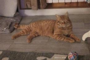 Vermisstmeldung Katze Männliche , 1 jahre Chambost-Longessaigne Frankreich