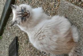 Vermisstmeldung Katze rassenmischung Weiblich , 2 jahre Saint-Romain-de-Jalionas Frankreich