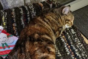 Vermisstmeldung Katze rassenmischung Weiblich , 3 jahre Verneuil-sur-Vienne Frankreich