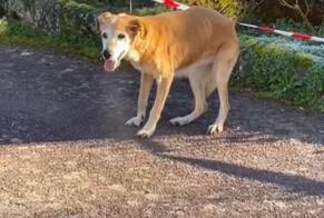 Fundmeldung Hund  Weiblich , 11 Jahre Saint-Hilaire-de-Court Frankreich