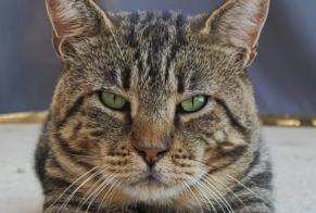 Vermisstmeldung Katze  Männliche , 7 jahre Aspremont Frankreich