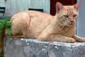 Vermisstmeldung Katze  Männliche , 11 jahre Mimet Frankreich