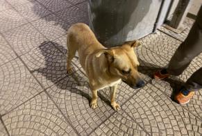 Fundmeldung Hund Männliche Valongo Portugal