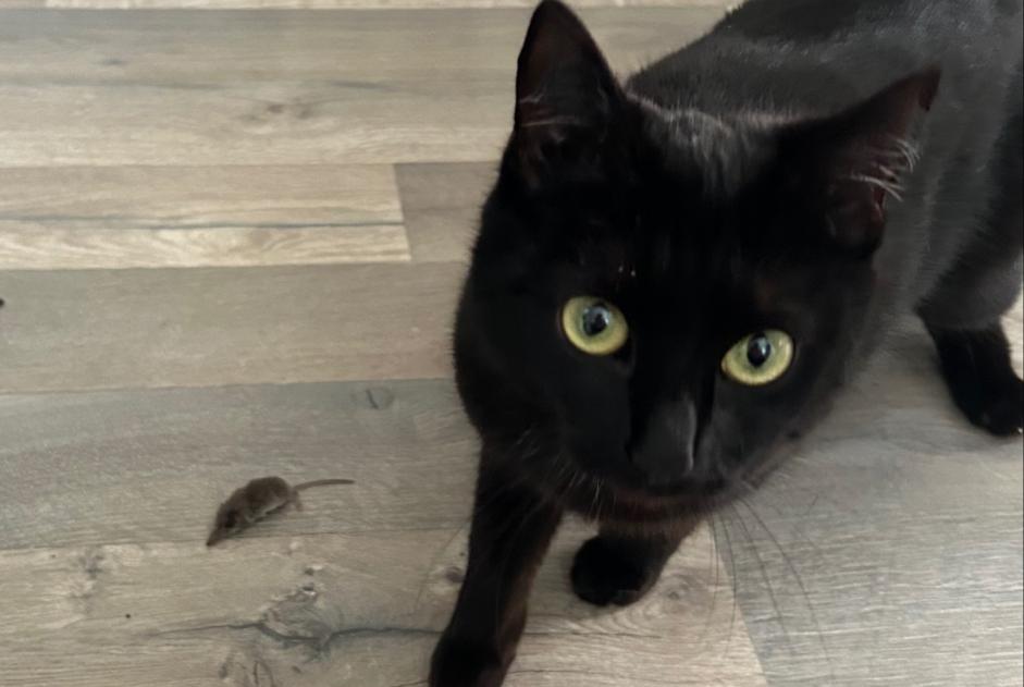 Vermisstmeldung Katze rassenmischung Weiblich , 1 jahre Saint-Gaudens Frankreich