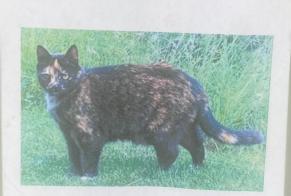 Vermisstmeldung Katze Weiblich , 16 jahre Champéry Schweiz