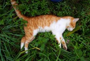 Fundmeldung Katze Unbekannt Autevielle-Saint-Martin-Bideren Frankreich